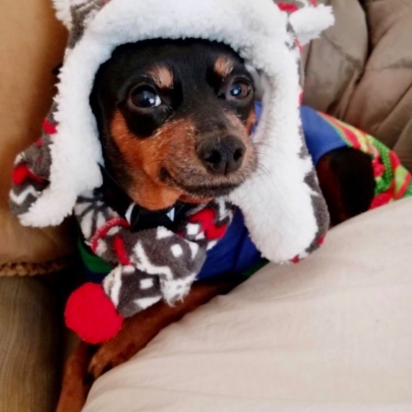 Meet your Posher, BLUE BIRD🌟 - Picture 9 of 10